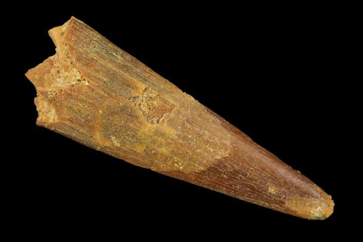 Fossil Pterosaur (Siroccopteryx) Tooth - Morocco #140702